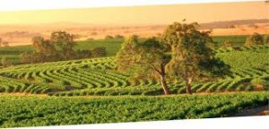 Barossa tours from Adelaide